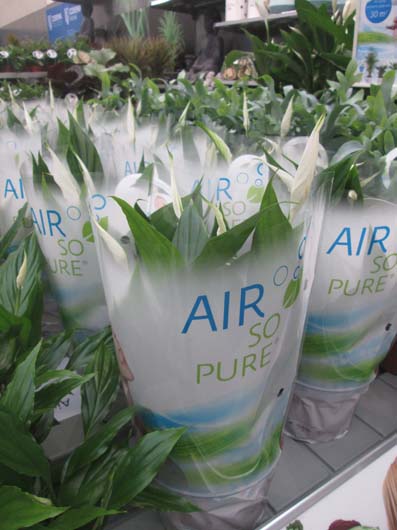 Plant_benefits_air_filtration.jpg