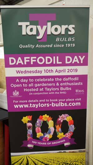 Taylors Bulbs Daffodil Day 100419_GTN094.jpg