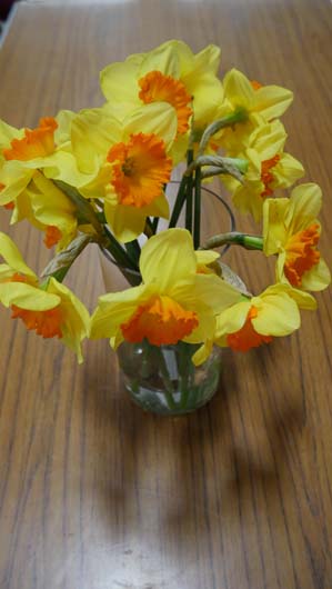 Taylors Bulbs Daffodil Day 100419_GTN016.jpg