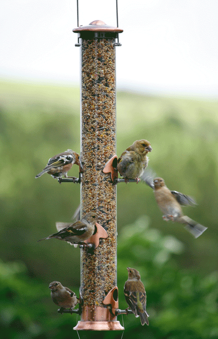 Walter-Harrison's-Copper-Die-Cast-Seed-Feeder-with-birds