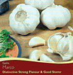 Garlic-Marco 1