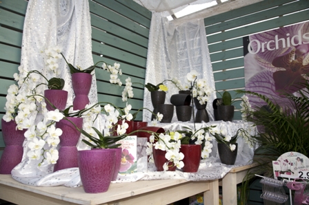 Scotsdales Orchid display.jpg