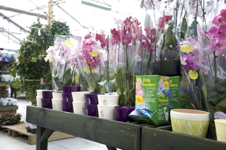 Scotsdales Orchid link sales.jpg