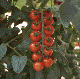 Suttons Grafted Tomato Elegance