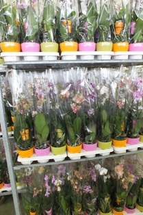 Mother and baby orchids by the trolley load.jpg