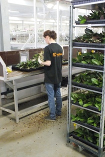 - orchids are prepared for potting -.jpg