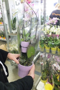 Mother and Baby Orchids packed for despatch.jpg