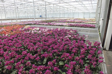 Mini Orchids in production.jpg