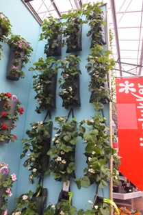 Want to sell vertical gardening.jpg