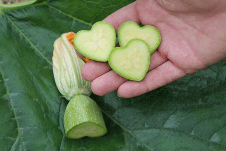 Garden Historians: Grow Heart-Shaped Fruit And Vegetables. Seriously!