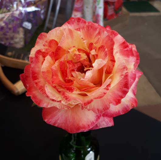 WinnerName_ Elizabeth AuburyGardenCentre _Fresh @ Burcot Garden CentreOriginalFileName_Prettiest Rose Winner Fresh @ Burcot.jpg