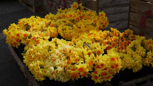 Taylors Bulbs Daffodil Day 100419_GTN043.jpg