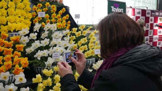 Taylors Bulbs Daffodil Day 100419_GTN112.jpg