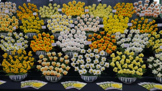 Taylors Bulbs Daffodil Day 100419_GTN006.jpg