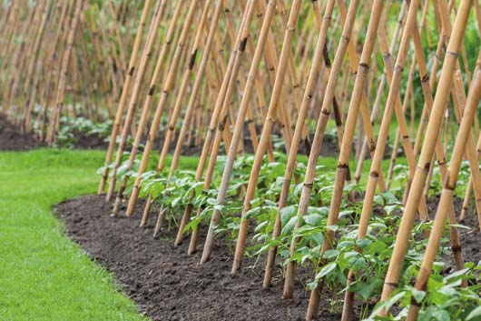 08030 Bamboo_Canes_Grow It_Label_DS (1).jpg