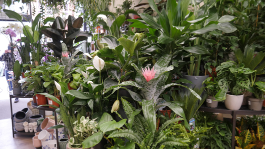 The Plant Room 061121GTN 020.jpg
