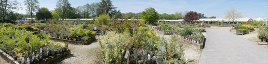 Blue Diamond Bridgmere Garden Opening GTN090525 085.jpg