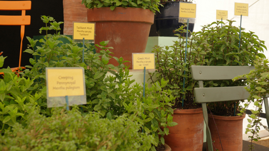 RHS Sandringham 2026 GTN230726 016.jpg
