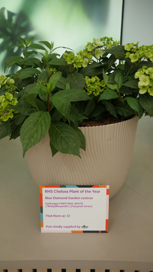 Chelsea 2025 Press Day GTN190525 108.jpg