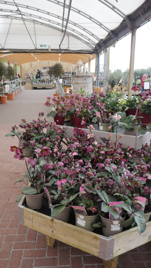 Gates at Woodlands GTN150325 029.jpg