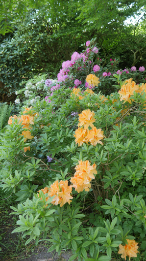 Blue Diamond Bridgmere Garden Opening GTN090525 074.jpg