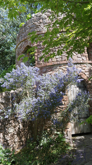 Blue Diamond Bridgmere Garden Opening GTN090525 068.jpg