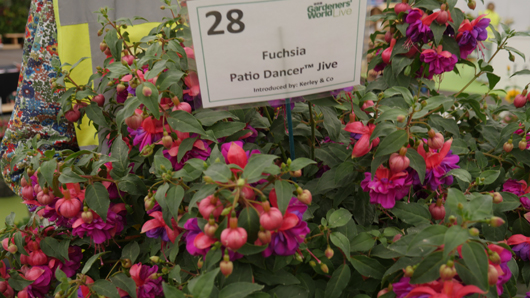 BBC GW Live 2025 Press Day GTN110625 051.jpg