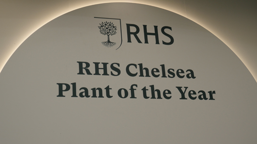 Chelsea 2025 Press Day GTN190525 097.jpg