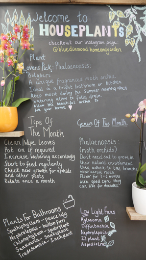 Blue Diamond Bridgmere Garden Opening GTN090525 148.jpg