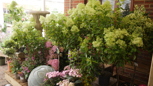 Scotsdales - June 2025 GTN140625 071.jpg