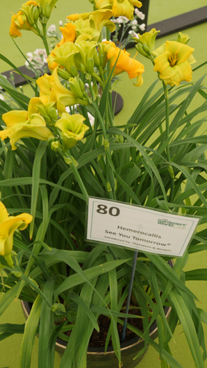 BBC GW Live 2025 Press Day GTN110625 042.jpg