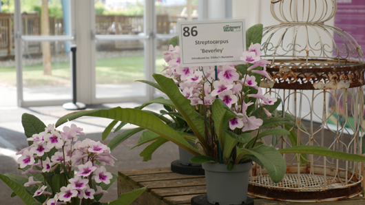 BBC GW Live 2025 Press Day GTN110625 044.jpg