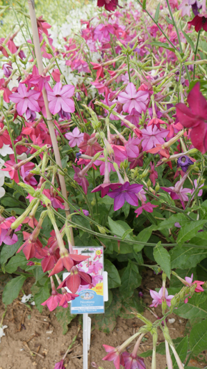 Mr Fothergills Press Day 2024 GTN070824 022.jpg