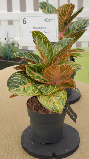 BBC GW Live 2025 Press Day GTN110625 043.jpg