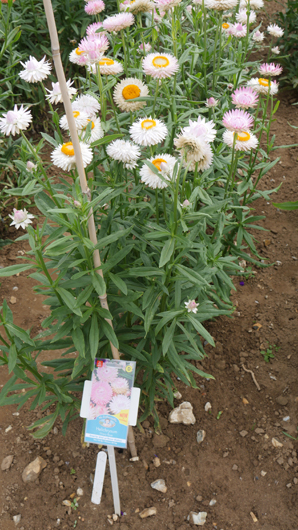 Mr Fothergills Press Day 2024 GTN070824 020.jpg