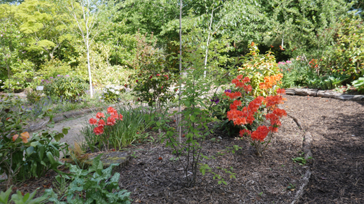 Blue Diamond Bridgmere Garden Opening GTN090525 039.jpg