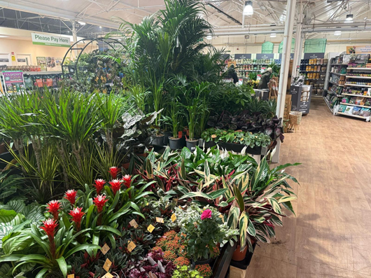 Gosforth Garden Centre - Indoor plants.jpg