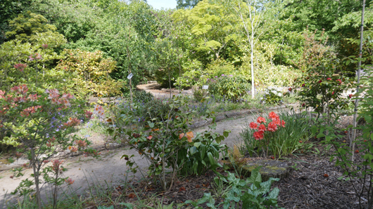 Blue Diamond Bridgmere Garden Opening GTN090525 040.jpg