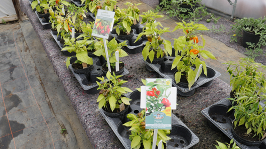 Mr Fothergills Press Day 2024 GTN070824 015.jpg