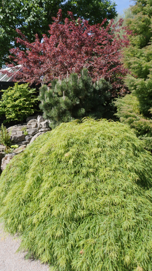 Blue Diamond Bridgmere Garden Opening GTN090525 052.jpg