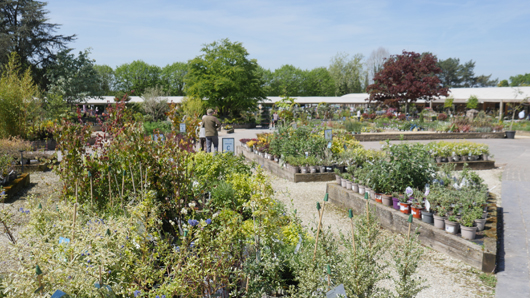 Blue Diamond Bridgmere Garden Opening GTN090525 084.jpg