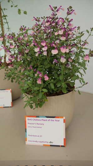 Chelsea 2025 Press Day GTN190525 110.jpg