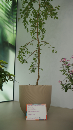 Chelsea 2025 Press Day GTN190525 109.jpg