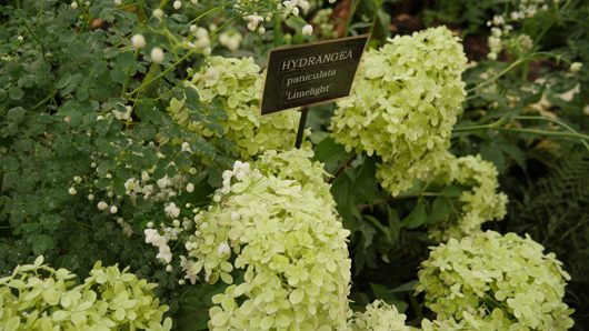 RHS Sandringham 2026 GTN230726 023.jpg