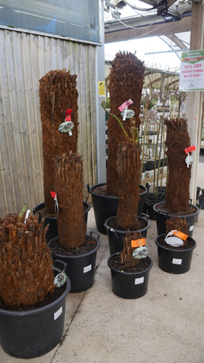 BGC Rugby Opening GTN150325 079.jpg