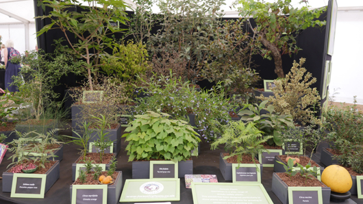 RHS Sandringham 2026 GTN230726 020.jpg