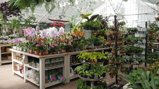 Blue Diamond Bridgmere Garden Opening GTN090525 147.jpg