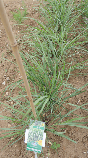 Mr Fothergills Press Day 2024 GTN070824 030.jpg