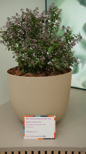 Chelsea 2025 Press Day GTN190525 101.jpg