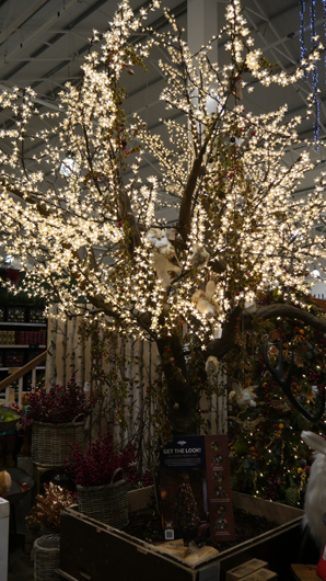 Blue Diamond Peterborough Christmas 2026 GTN221026 047.jpg